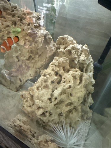 Saltwater aquarium fish tank - saltwater,